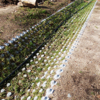 PIC: GRASSBLOCKS HB 4